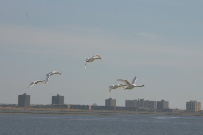 Snow Geese in flight