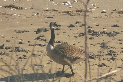 Beach geese?