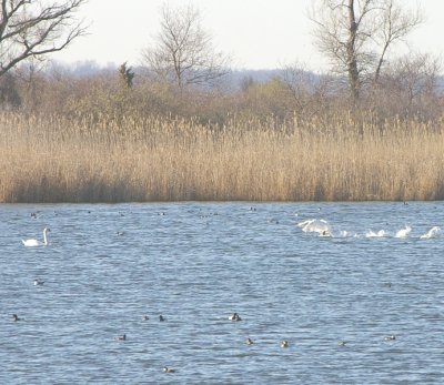 Swan traffic