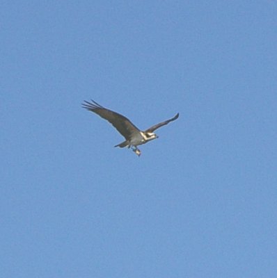 osprey with lunch