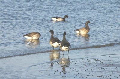 Brandt Geese