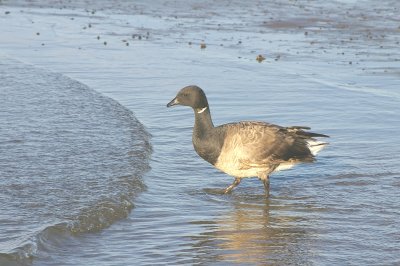 Brandt goose
