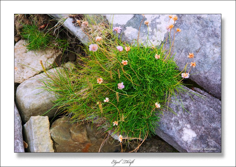 Elgol Beach, Thrift 