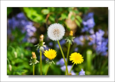 Dandilion and flowers in country garden