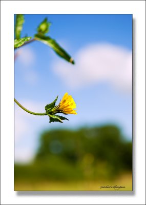 Single yellow flower on a warm summers day in England