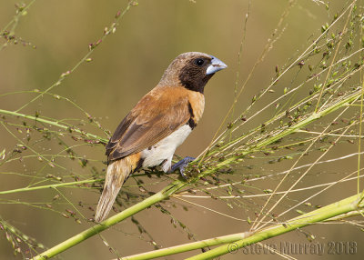 Chestnut-breasted Mannikin (Lonchura castaneothorax)