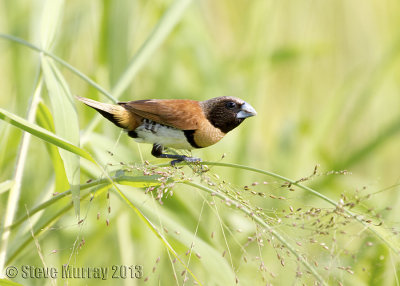 Chestnut-breasted Mannikin (Lonchura castaneothorax)