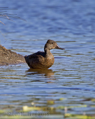 Freckled Duck ( Stictonetta naevosa)