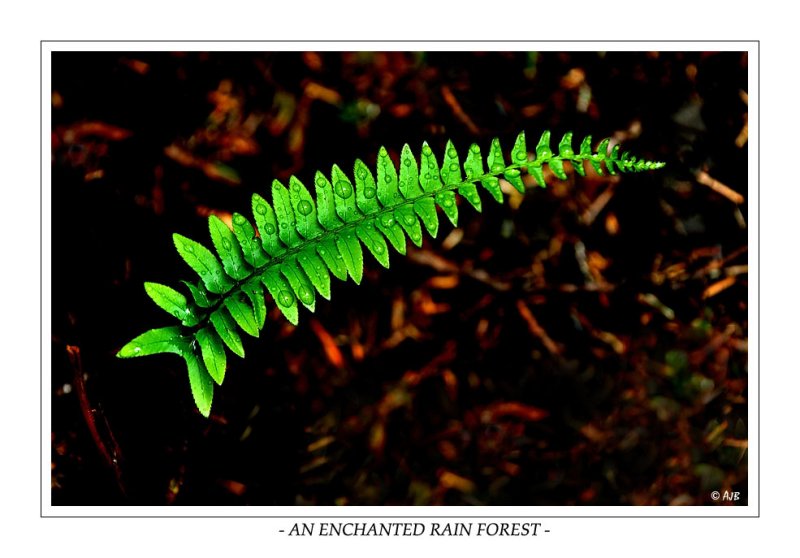 An Enchanted Rain Forest...