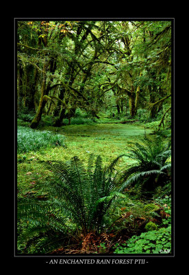 An Enchanted Rain Forest PTII