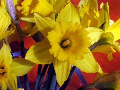 Daffodils (Narcissus)