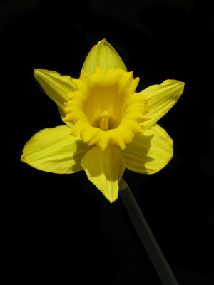 Daffodil on black (Narcissus)