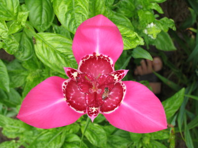 one day flower