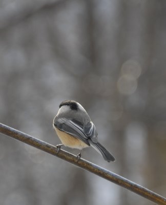 Birds in Winter