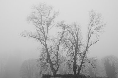 KY1U3715-Fog.jpg