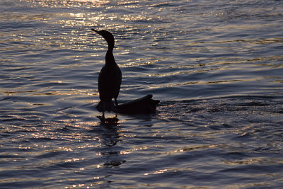 KY1U3907-Cormorant.jpg