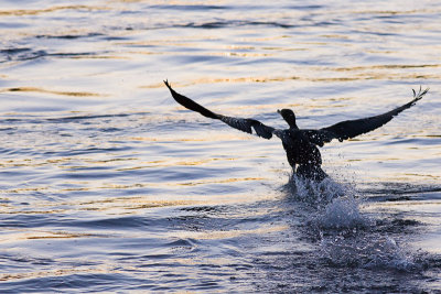 KY1U3920-Cormorant.jpg