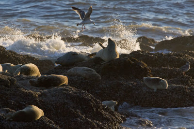 KY1U7280-Gull  Seal 3.jpg