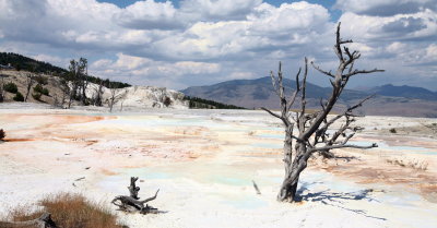 0427  Mammoth Hot Springs