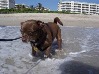 Gypsy Jupiter Beach, Florida