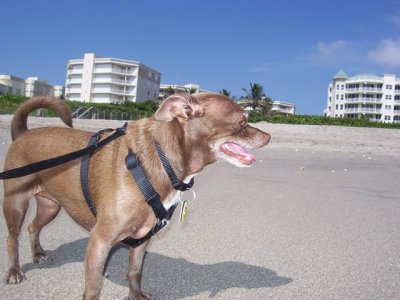 Gypsy Jupiter Beach, Florida