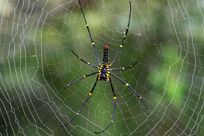 Giant spider on MacLehose trail