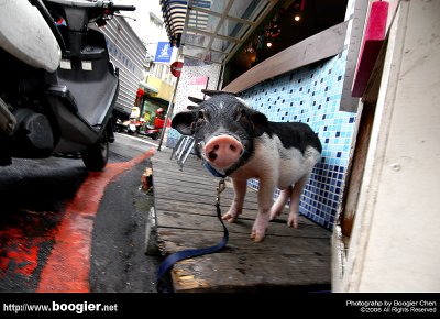 x_FϬY\U}id / Black Small-eared Pig