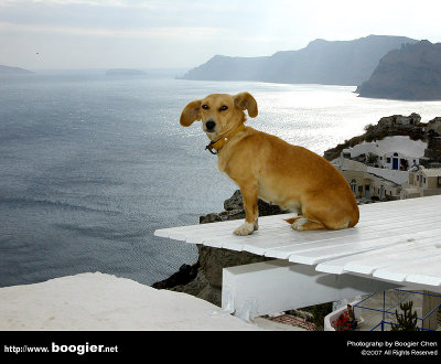 γWuL /  Dog on roof in Oia(Santorini)