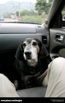 Took him to the animal hospital