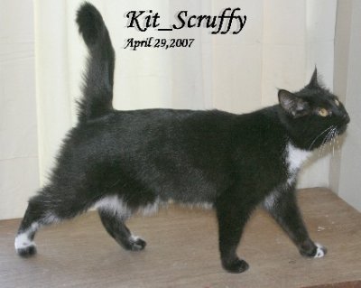 Kit_Scruffy_April29