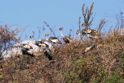 Crested crane, fuglinn er jartkn Ugandaba