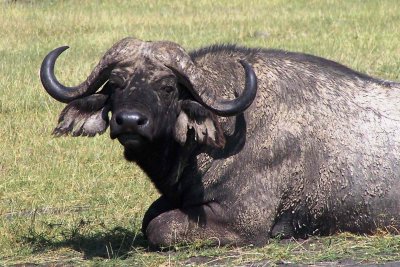 Buffal.  trlegt en satt, buffalarnir eru einhver httulegustu dr Afrku.