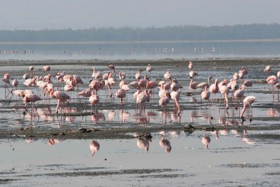 Flamingoar  Lake Nakuru.  Leisgumaurinn okkar hafi hyggjur af fkkun eirra, sem hann sagi vera vegna mengunar  vatninu