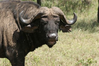 Buffal