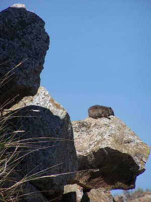  Hells Gate.  Rock Hyrax krir  klettasns.