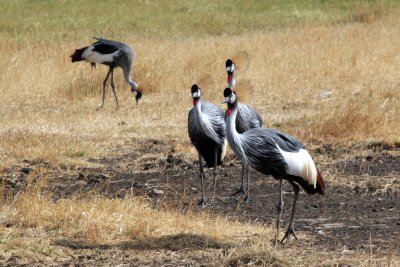 Crested Cranes, einkennisfuglar Uganda eru lka  Tanzanu.