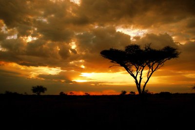 Slarlag  Serengeti