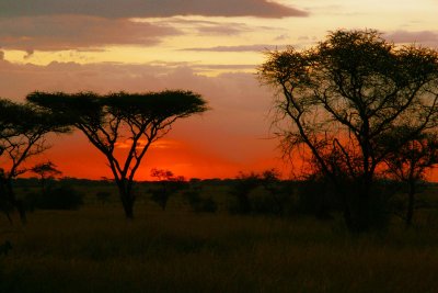 Slarlag  Serengeti