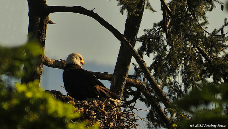 Mama Bald Eagle Nest Sitting