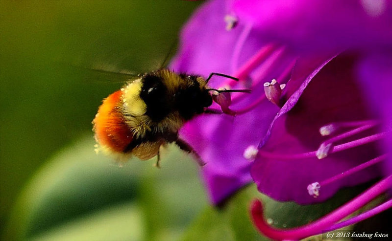 BEE..UTIFUL (Orange Rumped Bumble Bee)