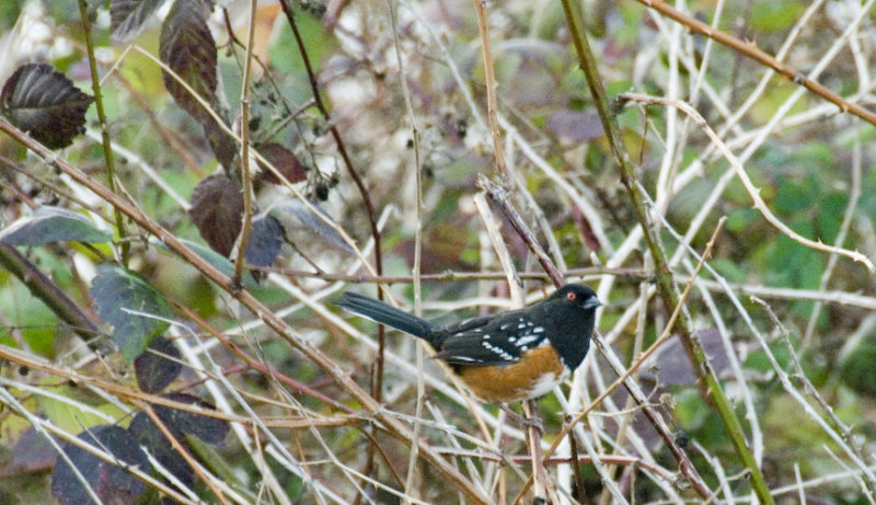Spotted Towhee