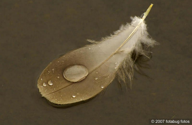 Feather in a pond
