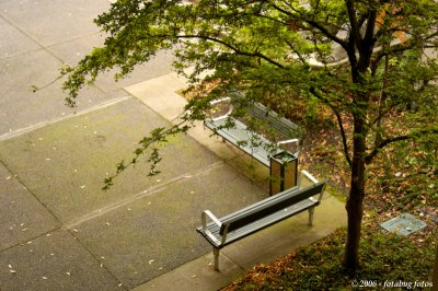 Tree and bench - Springfield City Hall