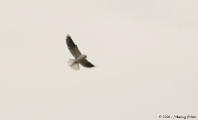 Black-shouldered kite hunting