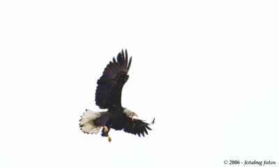 Bald eagle invading heron nest - Delta Ponds