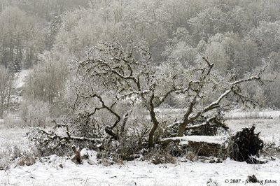 Uprooted and at rest