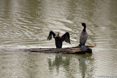 The Birds of Delta Ponds