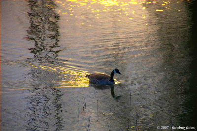 Sundown on Delta Ponds