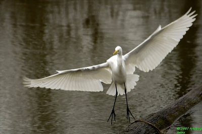 Great Egret at Delta Ponds