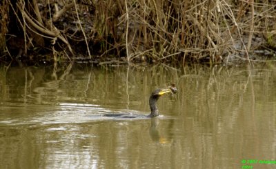 Cormorant fishing at Delta Ponds